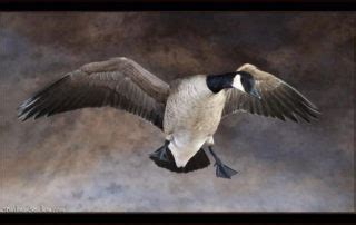 Birdman Studios Taxidermy - Waterfowlers Challenge