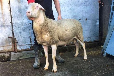 1 Lacaune Breeding Ram, Shearling | SellMyLivestock - The Online ...