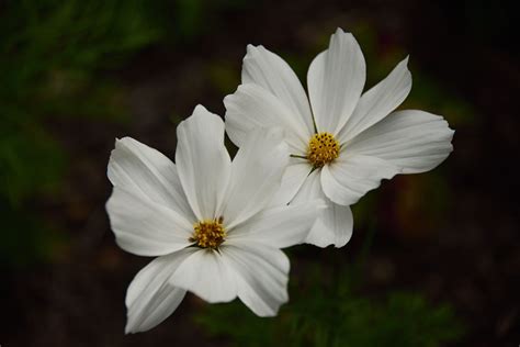 The Art of Photographing Flowers