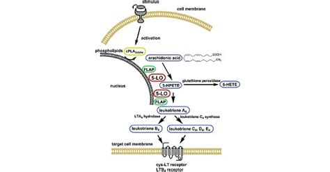 Leukotriene Antagonist - www.medicoapps.org