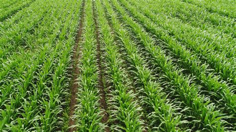 How Many Rows Of Corn Do I Need To Plant | LaptrinhX / News