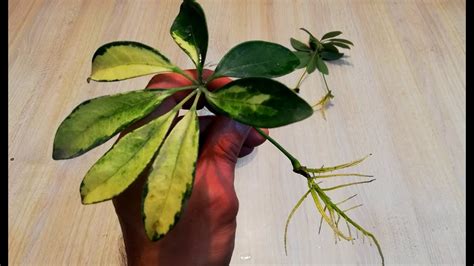 Schefflera‌ ‌propagation‌: Different methods & steps to regrow your ...