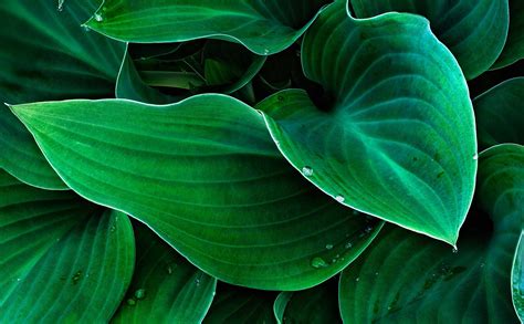 Free photo: Green plants - Green, Growth, Leafs - Free Download - Jooinn