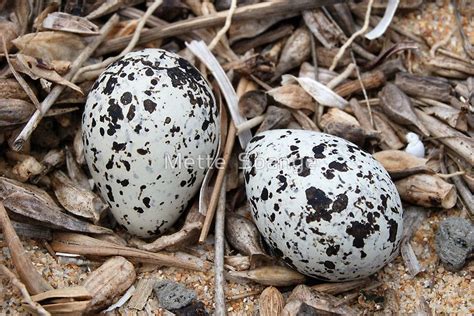 Red-Capped Plover Eggs - Australia | Plover, Bird eggs, Eggs