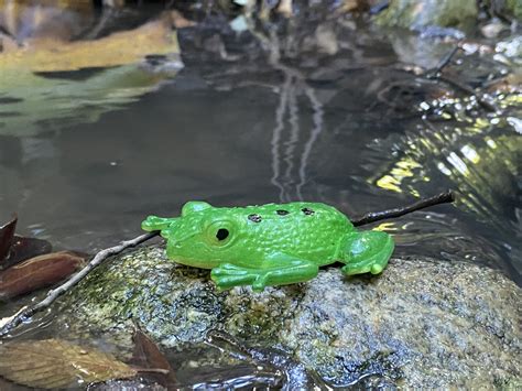 Ribbit The Frog | Brandy Rose