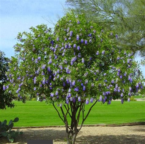 Image result for SOPHORA secundiflora | Desert landscaping, Desert ...