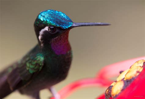 25 Most Beautiful Bird Photography examples and Tips for photographers