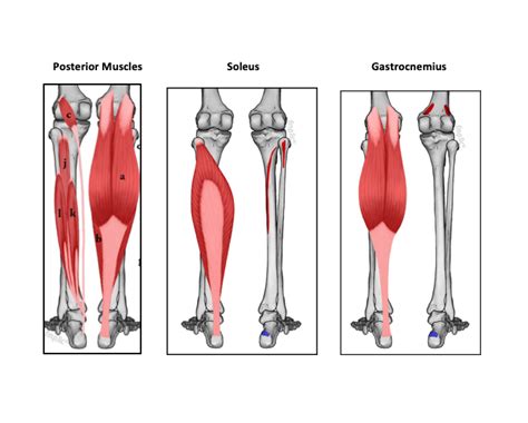 How to Stretch and Strengthen the Calf Muscles (Gastrocnemius and ...