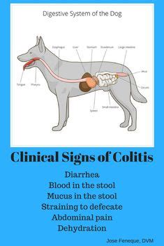 Histiocytic Ulcerative Colitis In Dogs Symptoms Causes