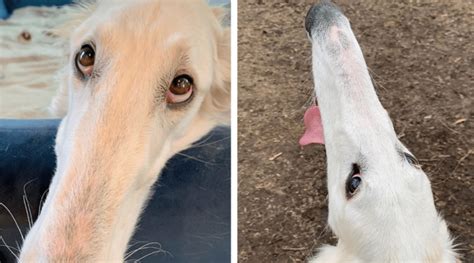 Borzoi With A 12-Inch Long Nose Goes Viral – ruffeodrive