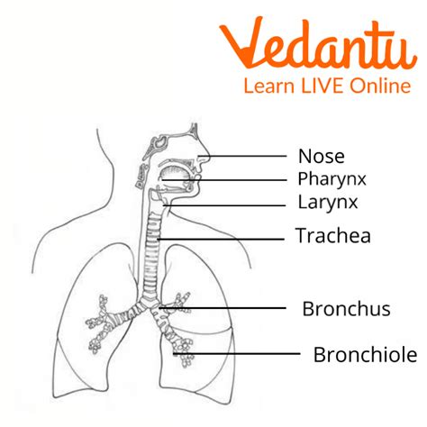 Human Respiratory System Diagram For Kids