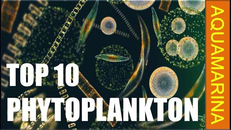 Different types of Phytoplankton - YouTube