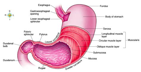 Pylorus - Definition, Location, Function and Pictures