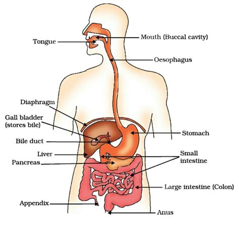 Human Digestive System Diagram Labeled For Class 7