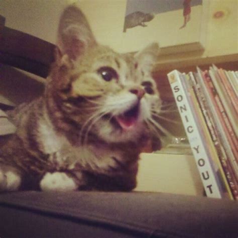 Lil Bub Cat | Animals