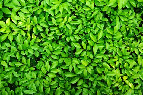 Download Nature comes in full bloom with this lush field of green ...