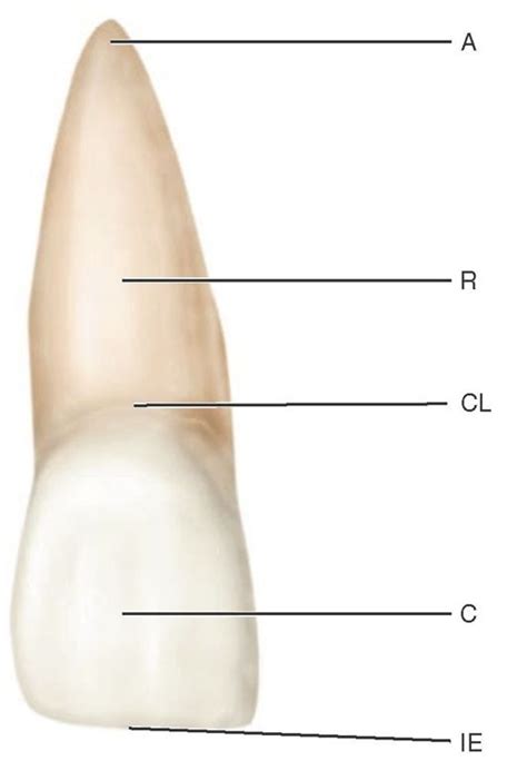 Maxillary central incisor (facial aspect). | Dental anatomy, Dental ...