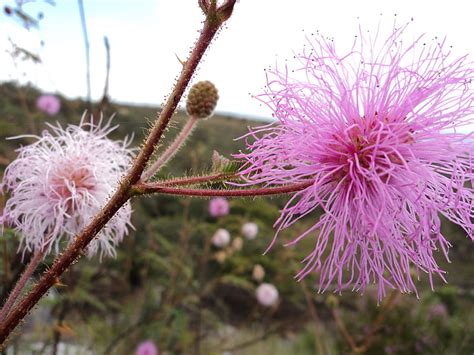 Cerrado Flowers, flowers, brasilia, cerrado, brazil, HD wallpaper | Peakpx