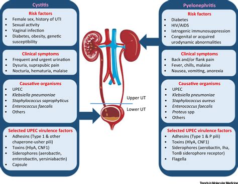 What Are The Signs Of A Urinary Tract Infection In A Female at Bryan ...