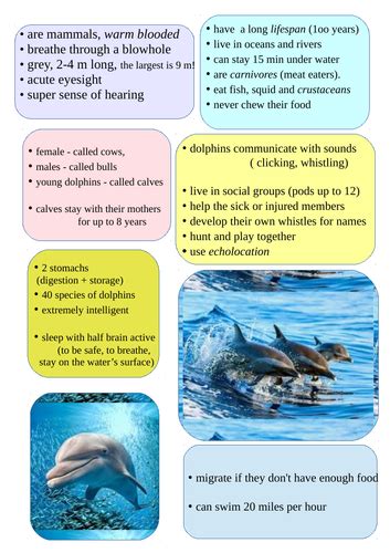 Dolphins fact file poster | Teaching Resources