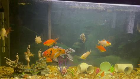 Oscar fish and goldfish🐟 - YouTube