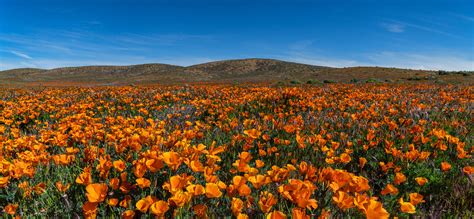 Antelope Valley Poppy Reserve