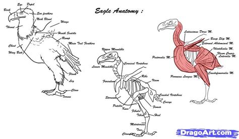 Eagle Muscle Anatomy