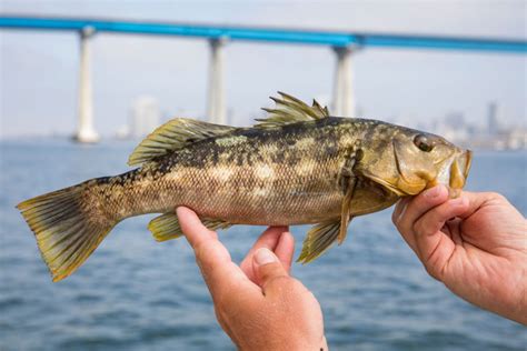 San Diego Bay Fishing | Risen Tide Sportfishing