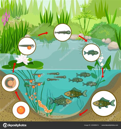 Pond Ecosystem Life Cycle Fish Sequence Stages Development Fish Egg ...