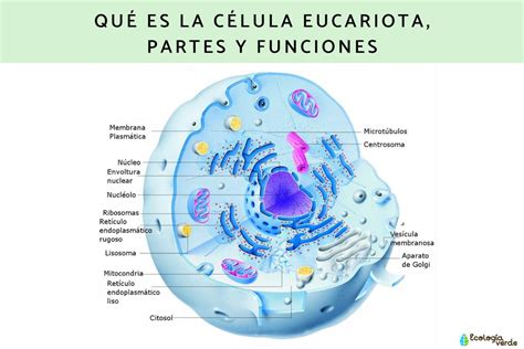 Levántate Encogerse de hombros Mascotas estructura y funcion de las ...