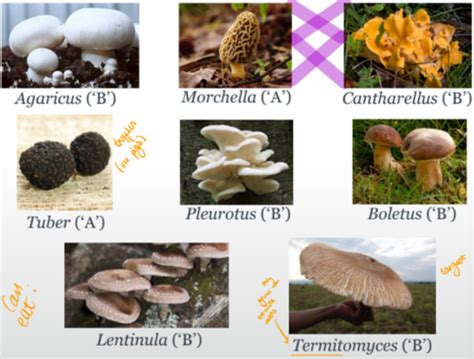 Fungi (direct) - 'good' fungi - benefits of fungi to humans Flashcards ...