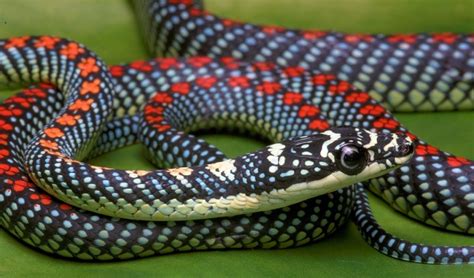 Paradise Flying Snake Facts and Pictures | Reptile Fact