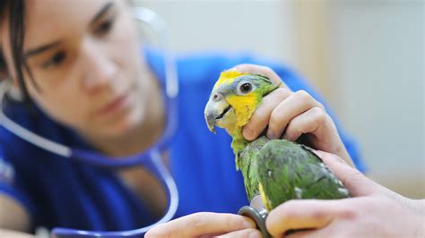 Veterinarian Near Me Exotic Pets - Photos All Recommendation