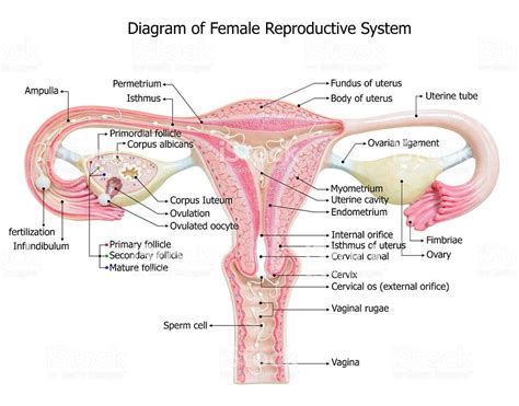 Female reproductive system, image diagram | Female reproductive system ...