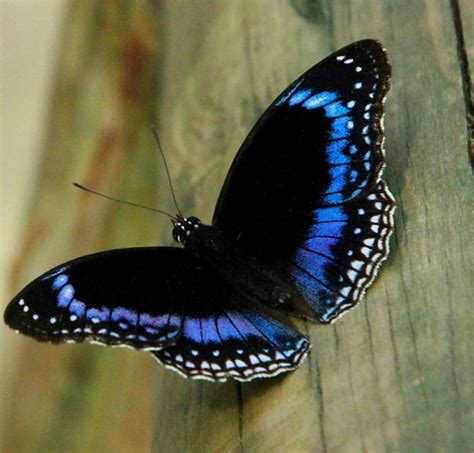 Stunning Blue Butterflies From Around The World - Australian Butterfly ...