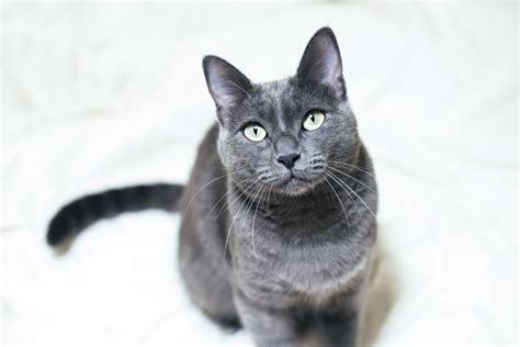 Russian Blue: Cat Breed Profile, Characteristics & Care