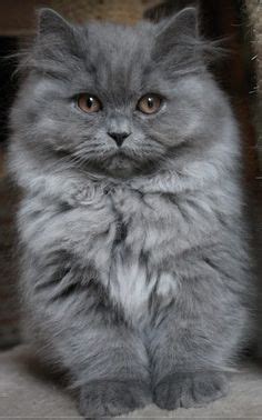 21 Great ️Grey Persian Cats ️ ideas | cats, beautiful cats, kittens cutest