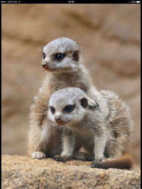 Meerkat babies. | Baby zoo animals, Zoo animals, Zoo babies