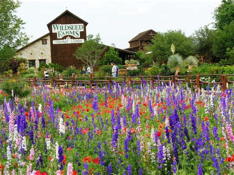 Hill Country's Wildseed Farms is largest wildflower farm in U.S.