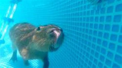 Capybara Swimming Pool