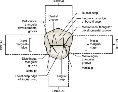 14: Premolars | Pocket Dentistry