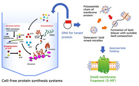 Cell-free Membrane Protein Synthesis Technology - LiberoThera Co., Ltd.