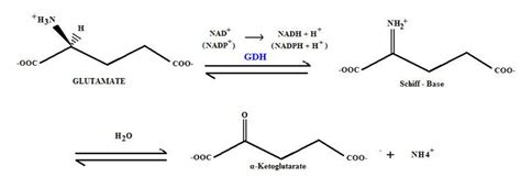 Glutamate dehydrogenase - Alchetron, the free social encyclopedia