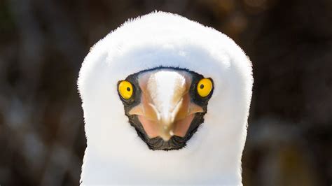 Galapagos Islands wildlife: See photos of unusual animals