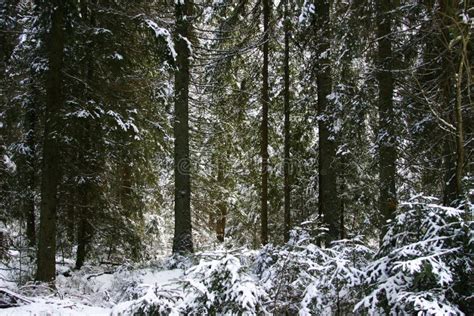 Black Forest In Winter Stock Image - Image: 11003961