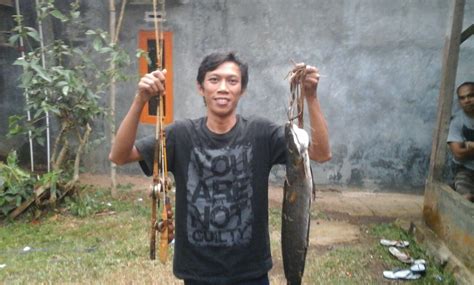 Sensasi Mancing Ikan Lele Raksasa - KITA MANCING YUK