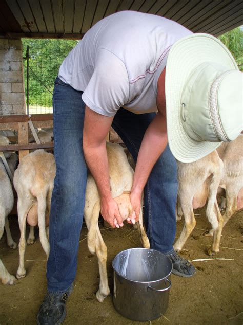 sheep milking how to milk a sheep where to put your hands | Sheep ...