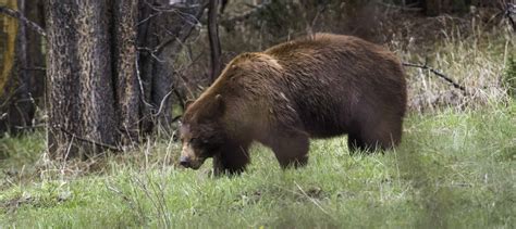 What makes a black bear brown? - The Wildlife Society