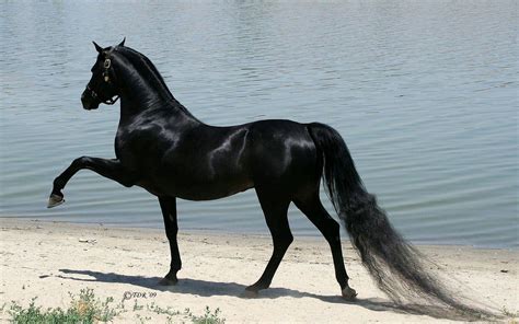 Black Arabian Horse Wallpapers - Top Free Black Arabian Horse ...