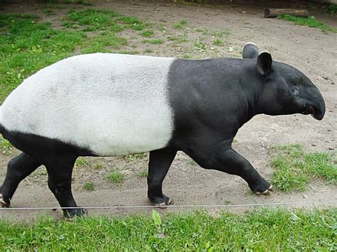 Malayan Tapir (Tapirus indicus) Facts: An Endangered Species - Owlcation